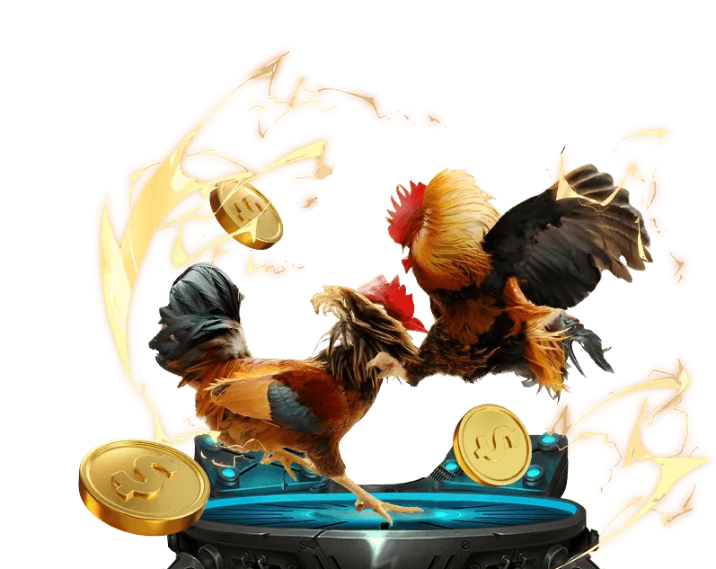 Gà chiến dũng mãnh trong trận đấu Thomo